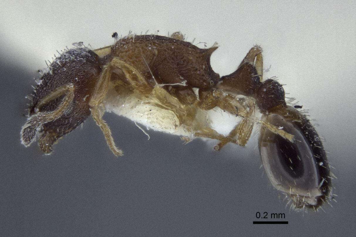 Image of <i>Temnothorax kaszabi</i>