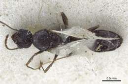 Image of Temnothorax santschii