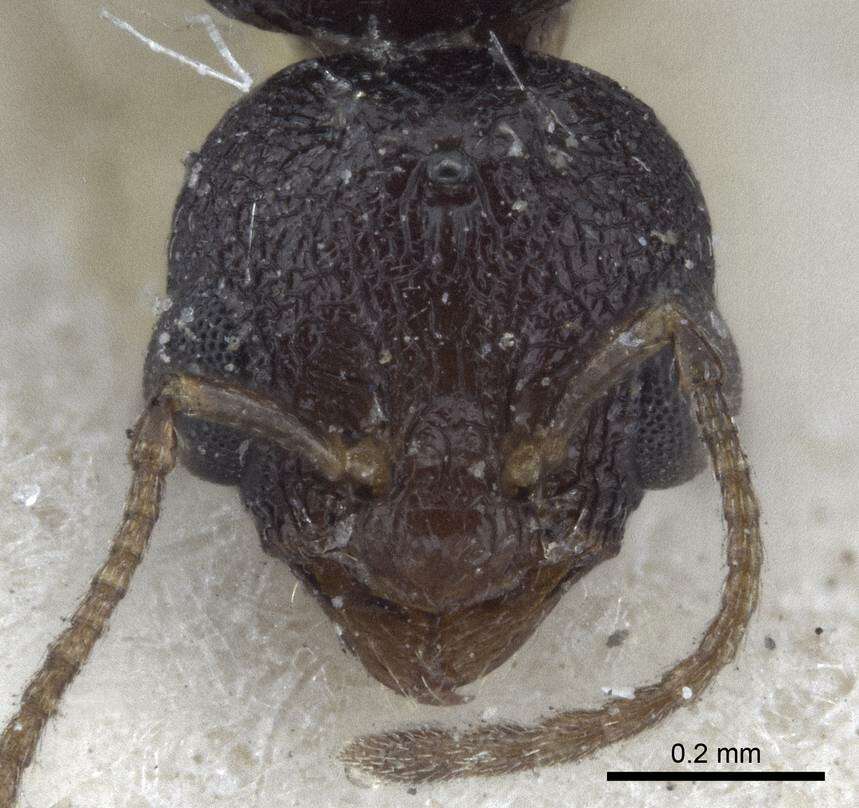 Image of Temnothorax santschii