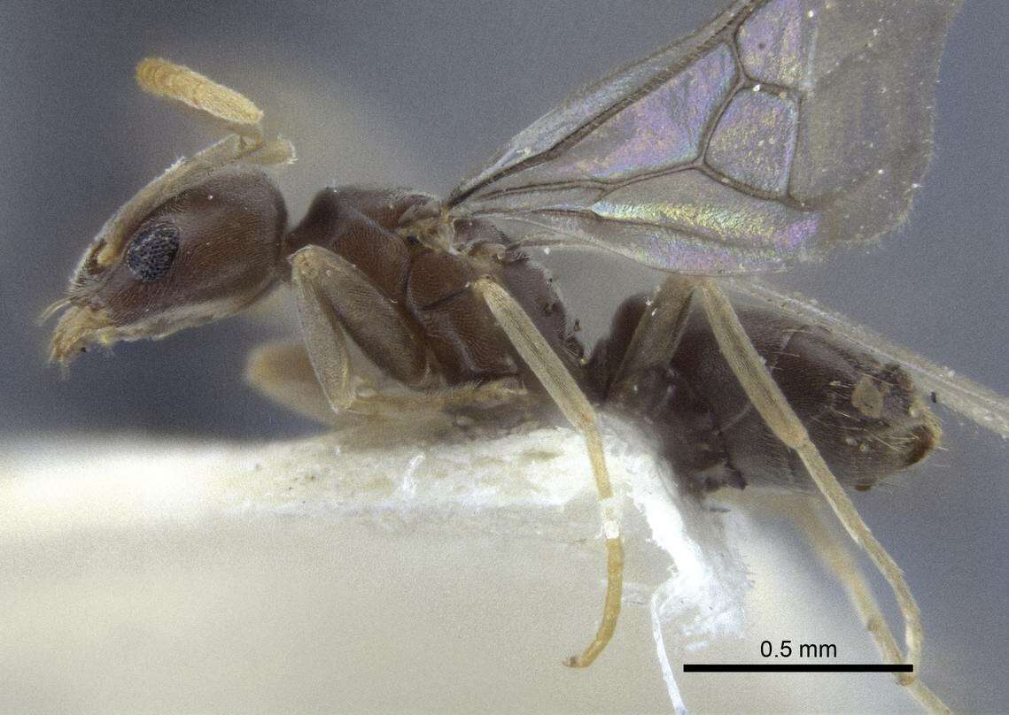 Image de Bothriomyrmex modestus Radchenko 1985