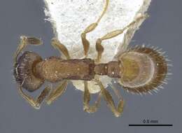 Image of <i>Temnothorax michali</i>