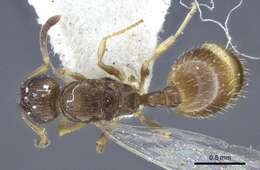 Image de <i>Temnothorax michali</i>