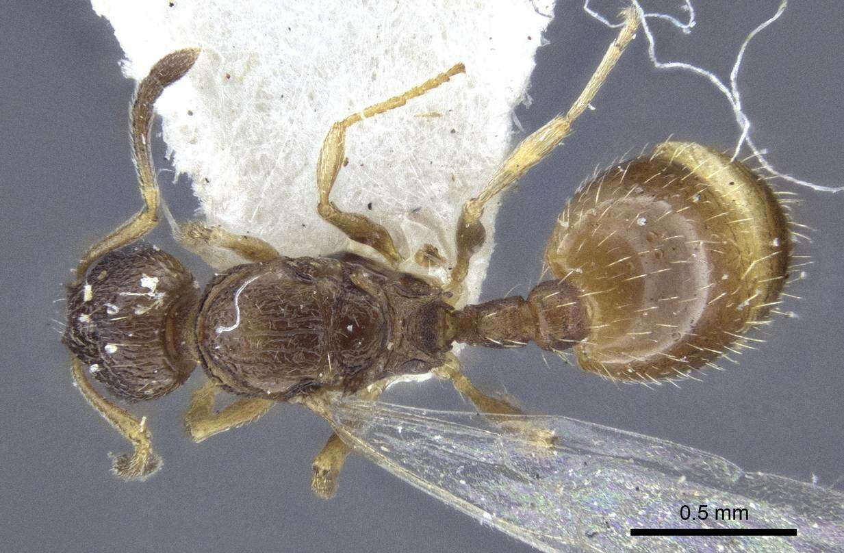 Image de <i>Temnothorax michali</i>