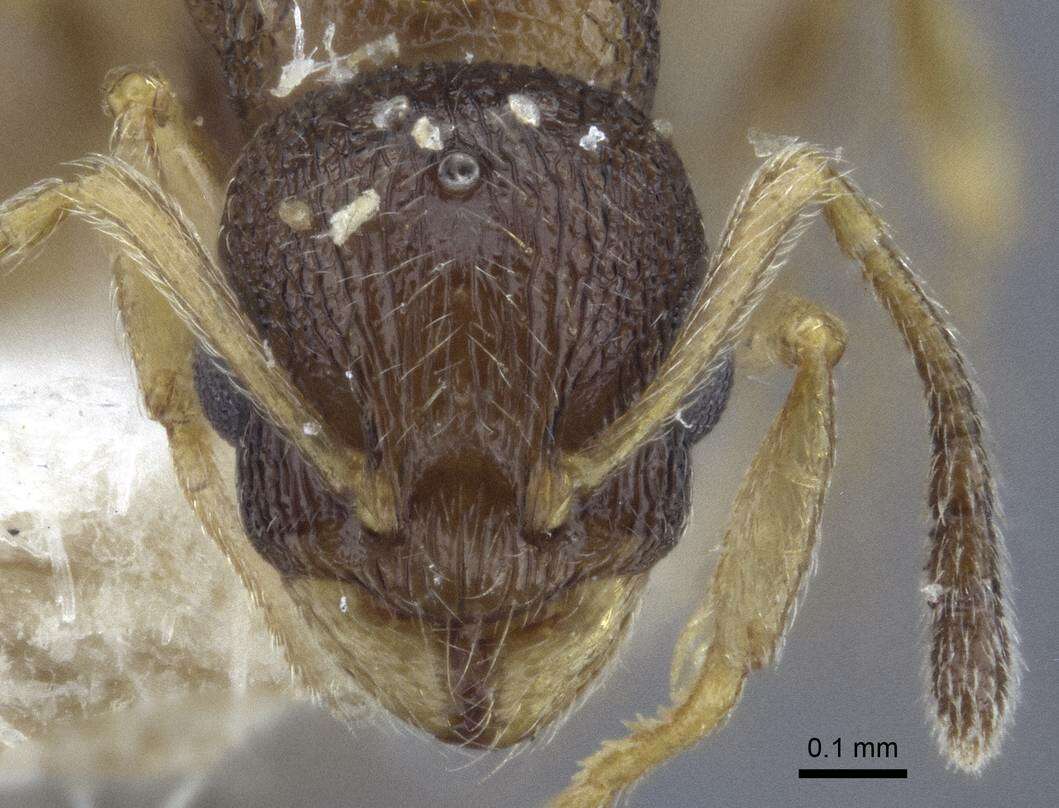 Image de <i>Temnothorax michali</i>