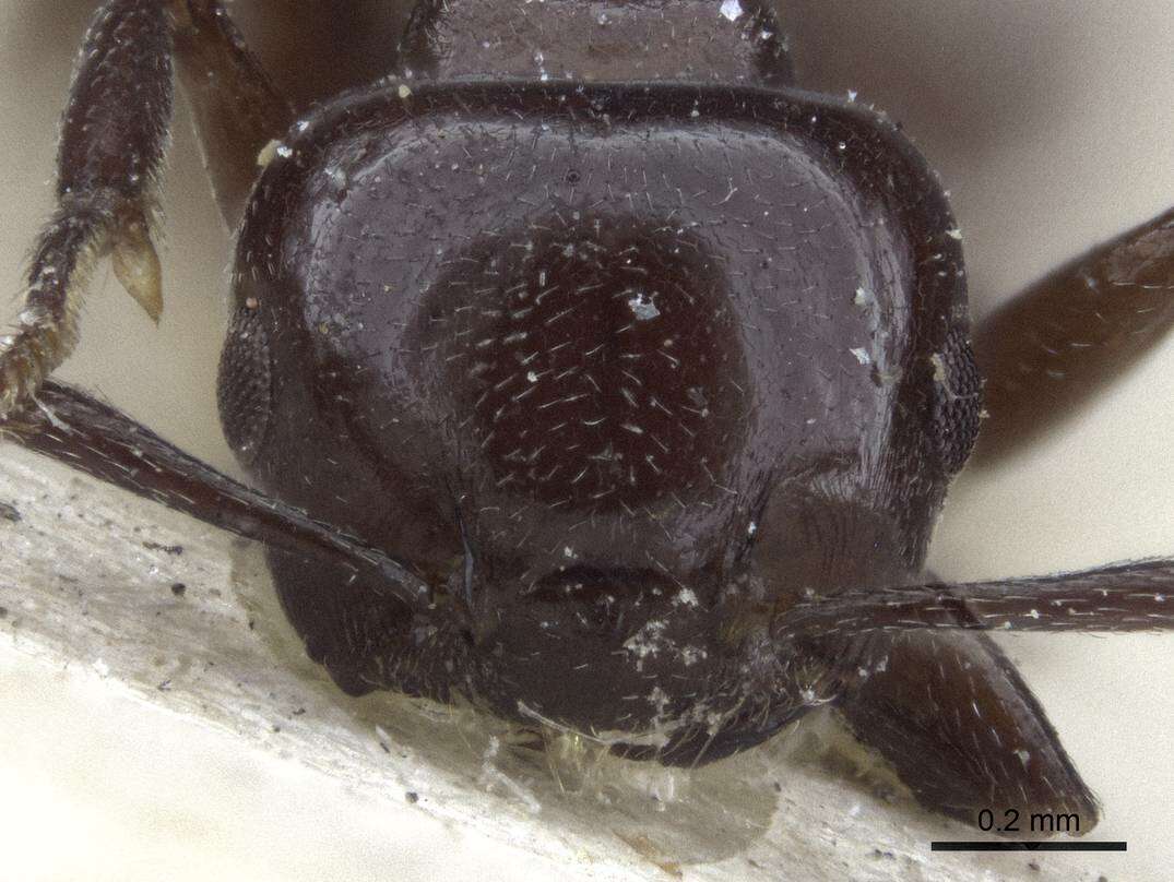 <i>Crematogaster nosibeensis</i> resmi