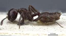 <i>Crematogaster nosibeensis</i> resmi