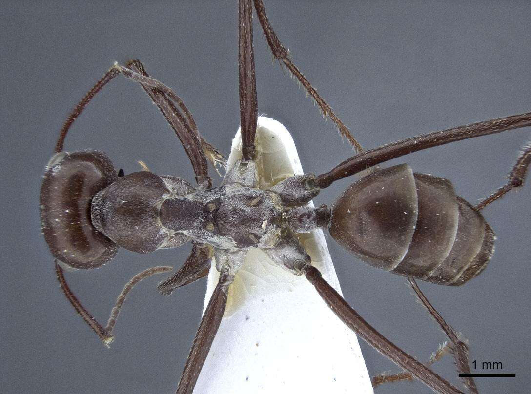 Image of Formicinae