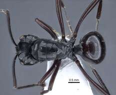 Image of Polyrhachis goramensis