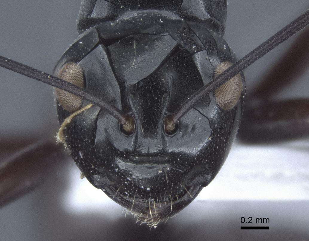 Image of Polyrhachis goramensis