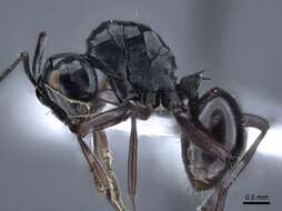 Image of Polyrhachis goramensis