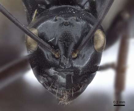 Image of Polyrhachis goramensis