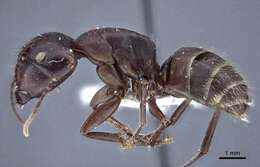 Image of Camponotus japonicus Mayr 1866