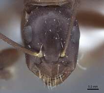 Image of Camponotus japonicus Mayr 1866