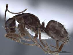 Image of Camponotus japonicus Mayr 1866