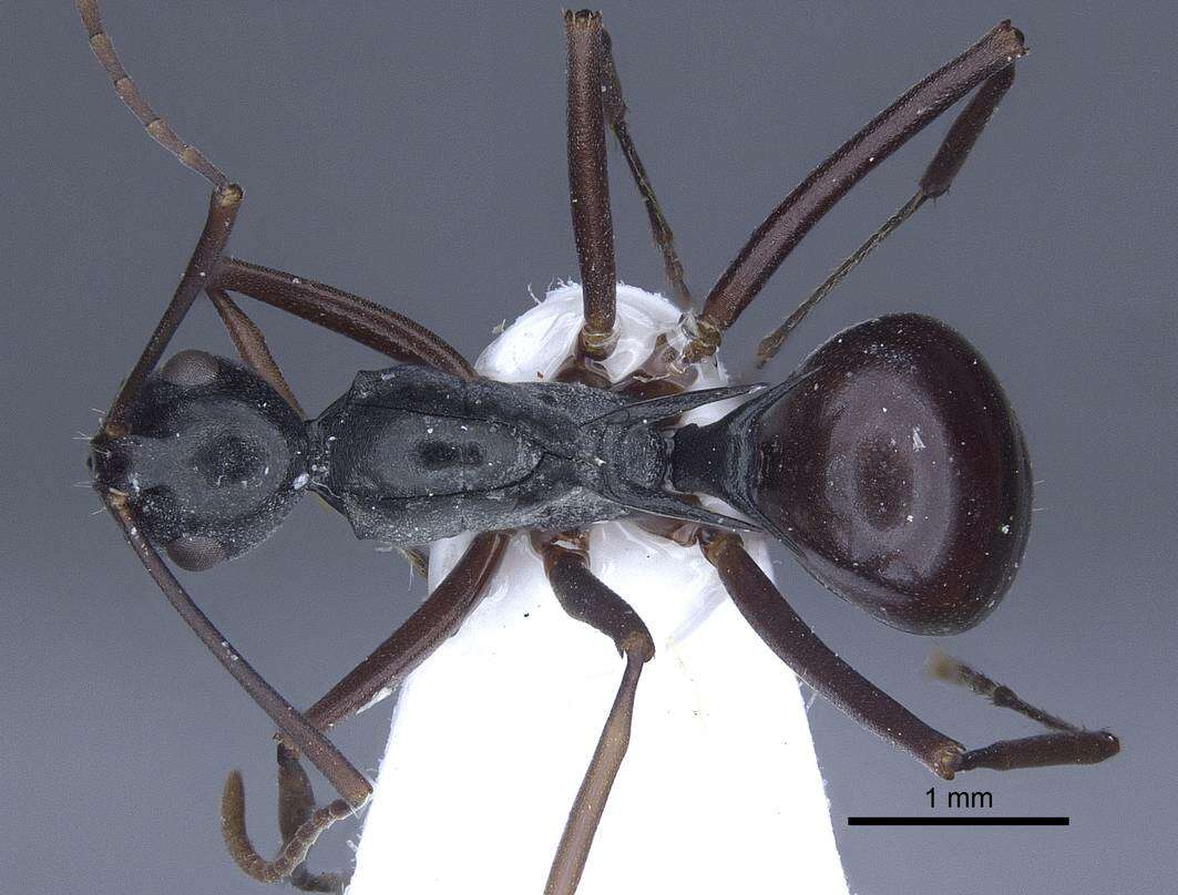 Image of Polyrhachis keratifera Karavaiev 1927