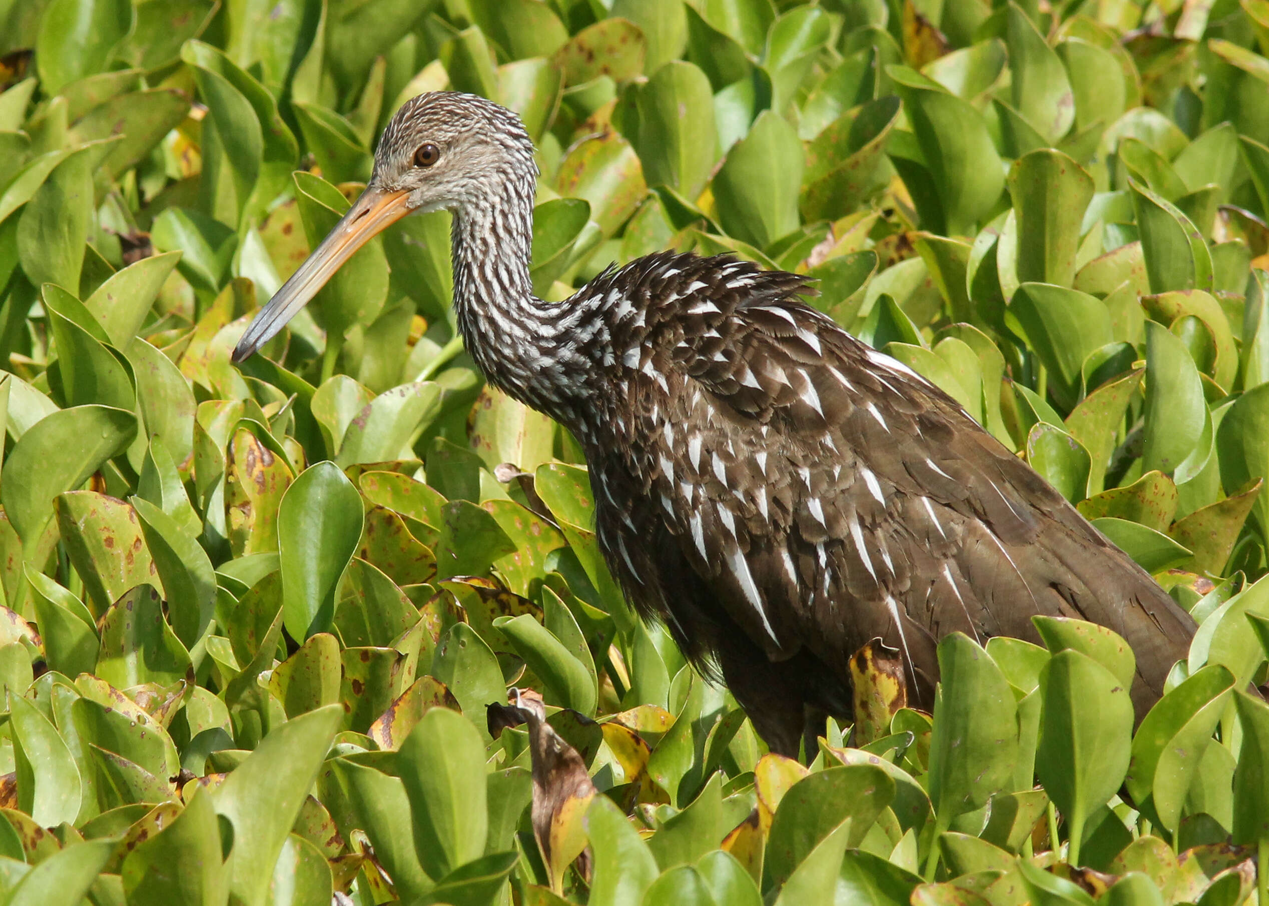 Image of limpkins