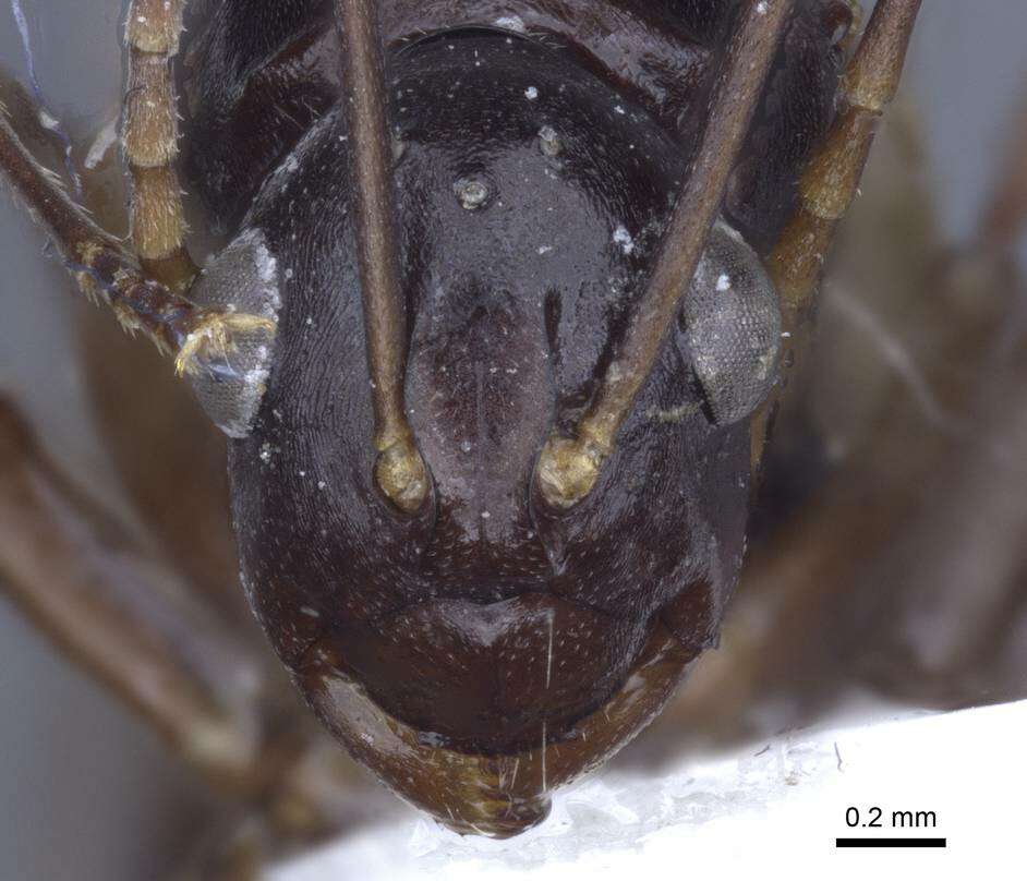 Image of Polyrhachis keratifera Karavaiev 1927