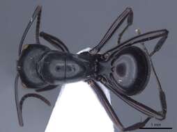 Image of Polyrhachis goramensis