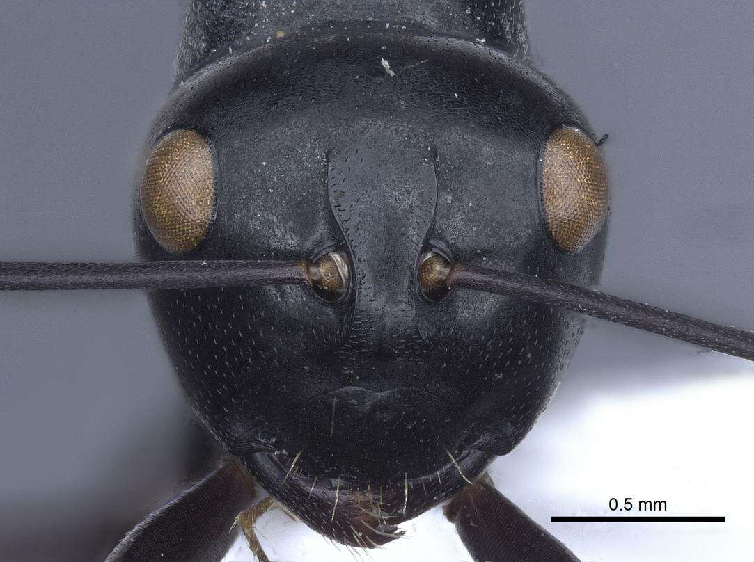 Image of Polyrhachis goramensis