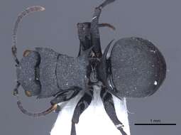 Image of Polyrhachis cryptoceroides Emery 1887