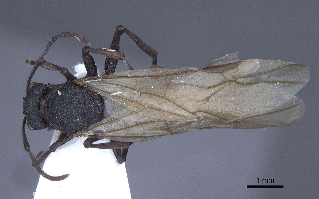 Image of Polyrhachis cryptoceroides Emery 1887