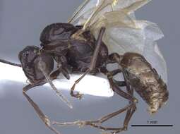 Image of Polyrhachis cryptoceroides Emery 1887