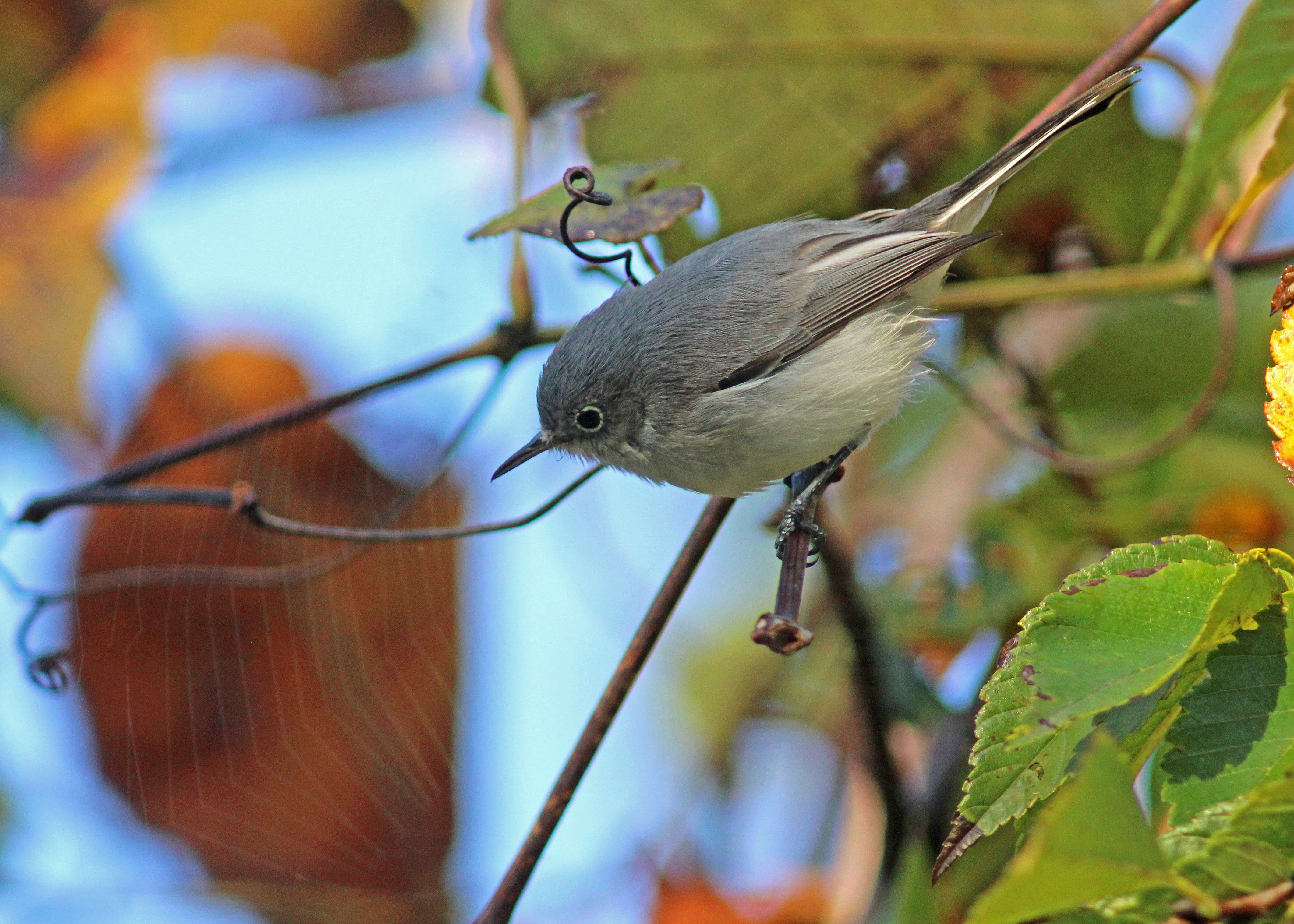 Image of Polioptila Sclater & PL 1855