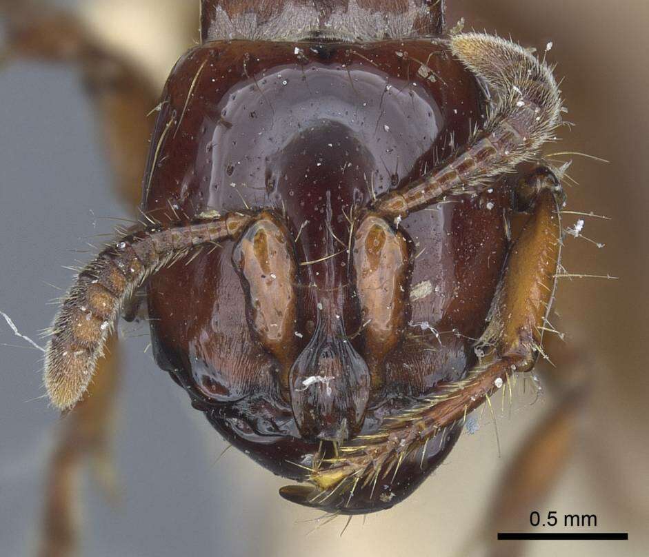 Image of Acanthostichus quadratus Emery 1895