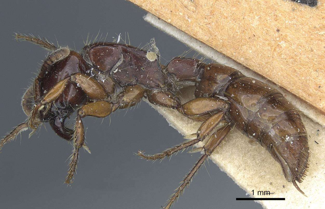 Image of Acanthostichus quadratus Emery 1895