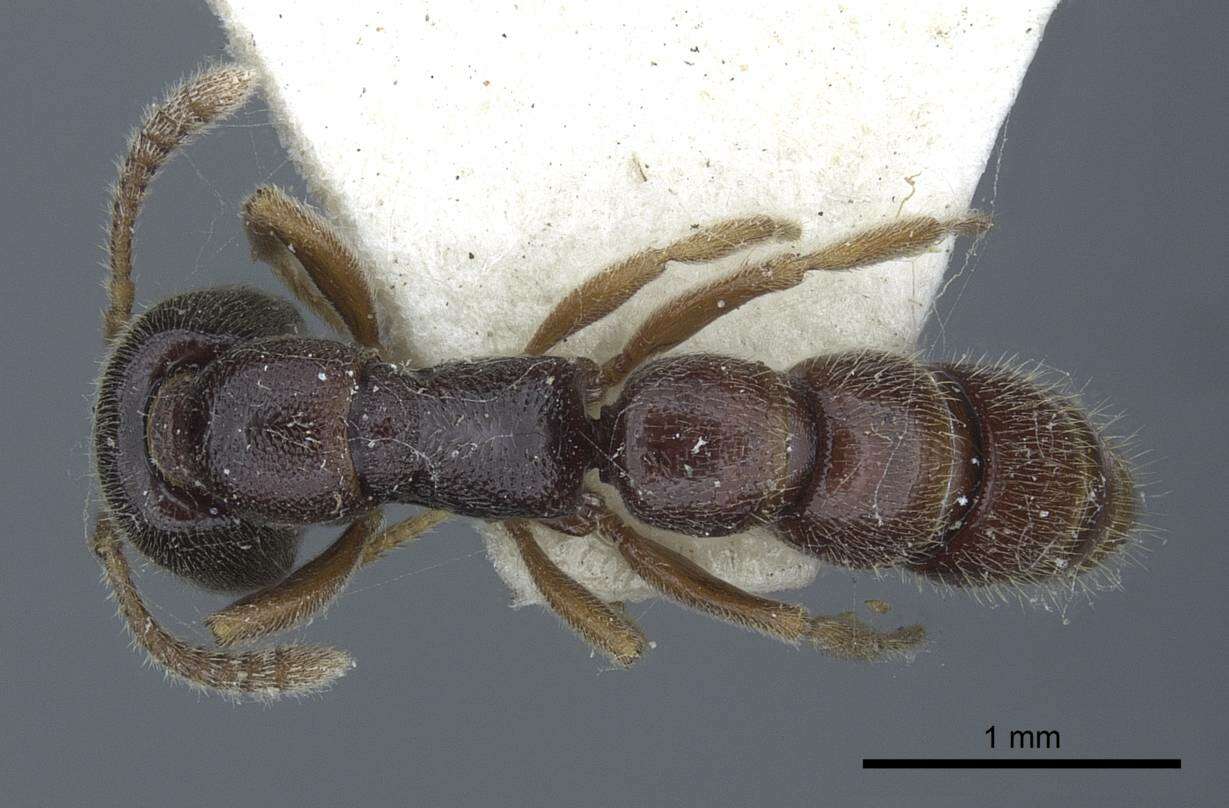 Image of Amblyoponinae