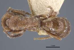 Image of Centromyrmex hamulatus (Karavaiev 1925)