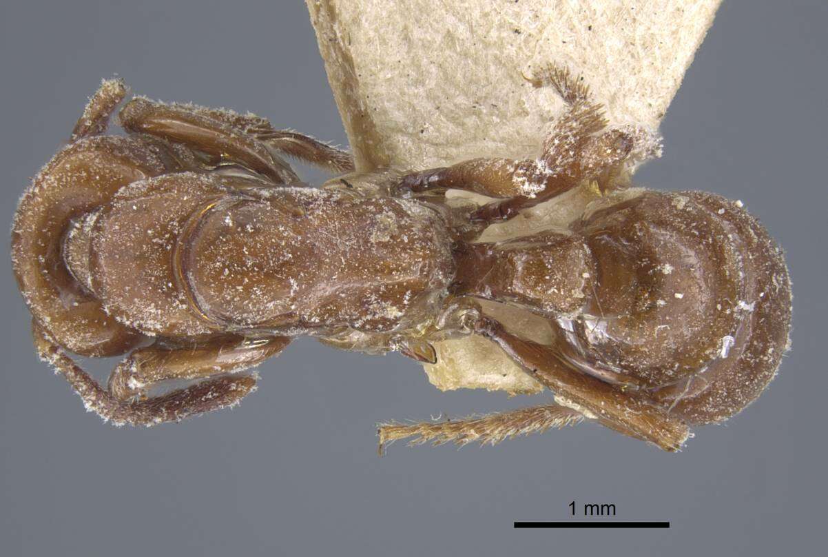 Image of Centromyrmex hamulatus (Karavaiev 1925)