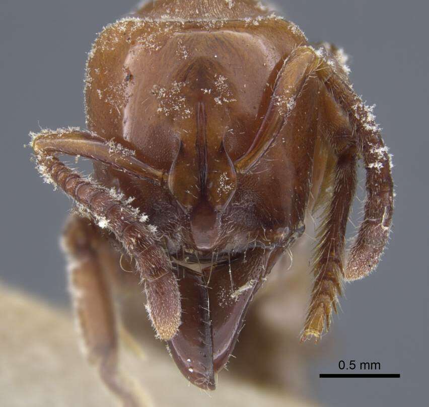 Image of Centromyrmex hamulatus (Karavaiev 1925)