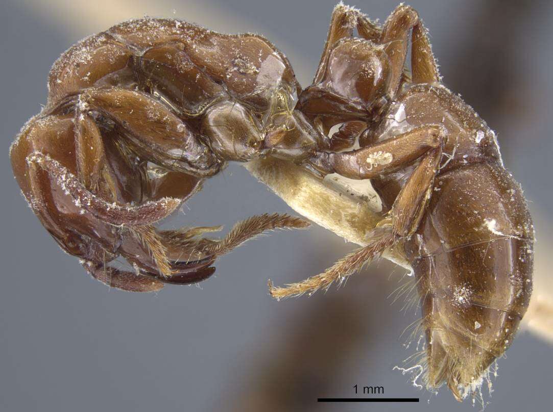 Image of Centromyrmex hamulatus (Karavaiev 1925)