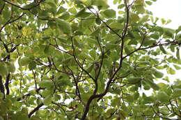 Image de Terminalia bellirica (Gaertn.) Roxb.