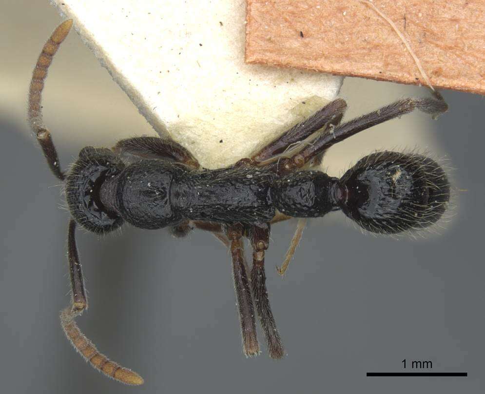 Leptogenys rugosopunctata Karavaiev 1925的圖片