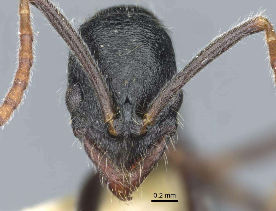 Leptogenys rugosopunctata Karavaiev 1925的圖片