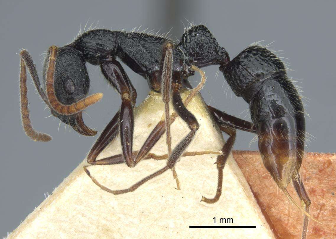 Leptogenys rugosopunctata Karavaiev 1925的圖片