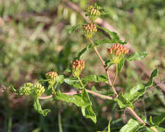 Imagem de Asclepias tuberosa L.