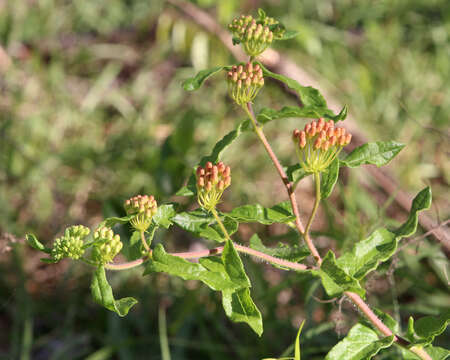 Imagem de Asclepias tuberosa L.