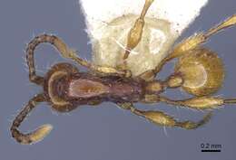 Image of Aenictinae