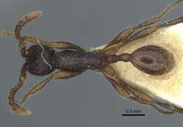 Image of Aenictus