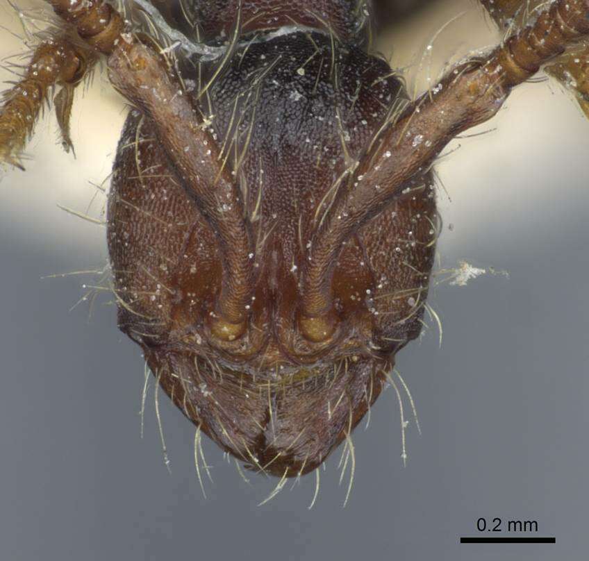 Image of Aenictus