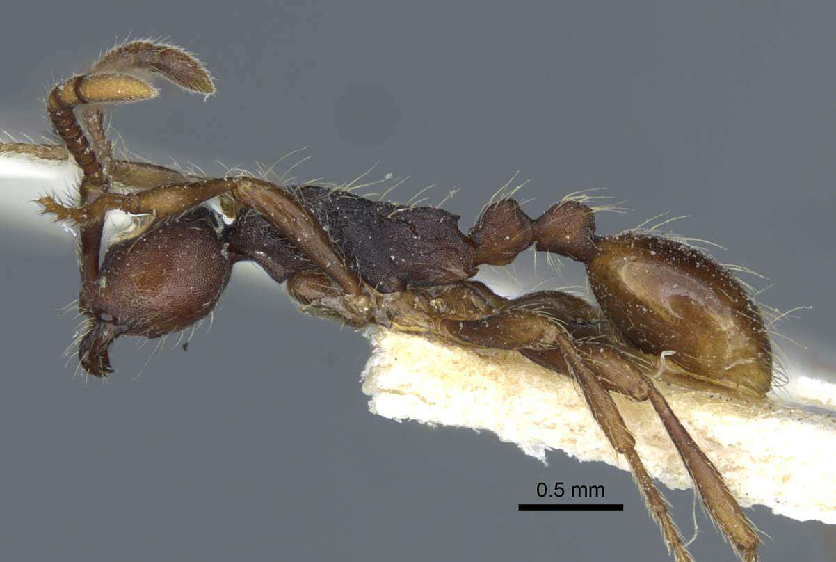 Image of Aenictus