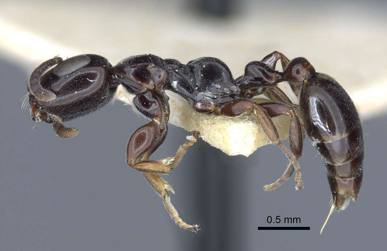 Tetraponera resmi