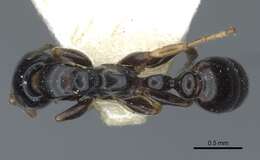 Tetraponera resmi