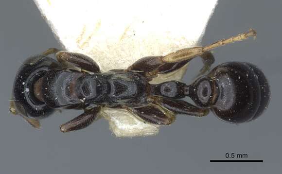 Tetraponera resmi