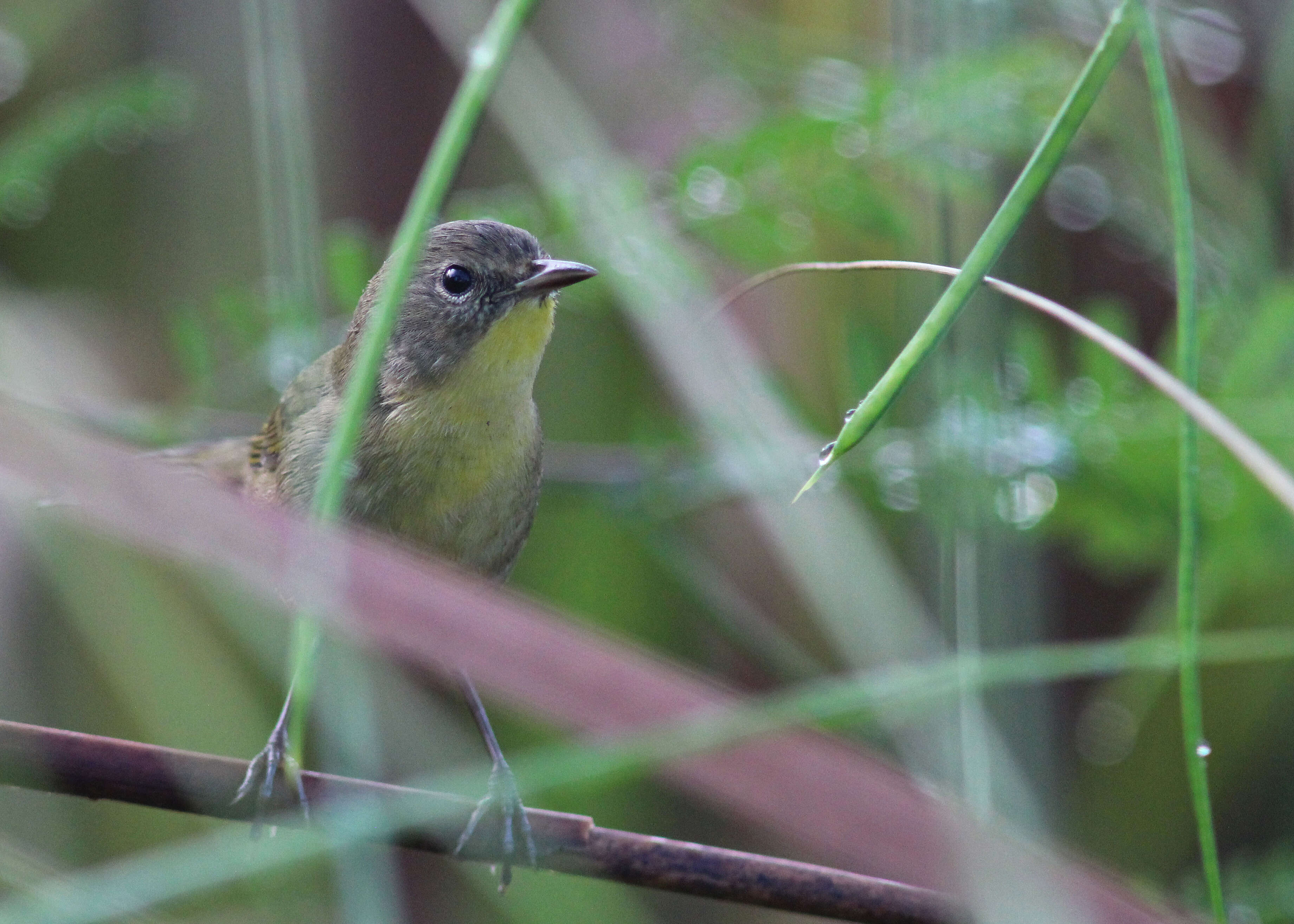 Geothlypis trichas (Linnaeus 1766) resmi