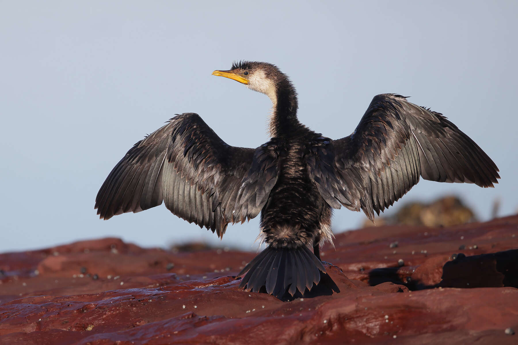 Image of Little Pied Cormorant