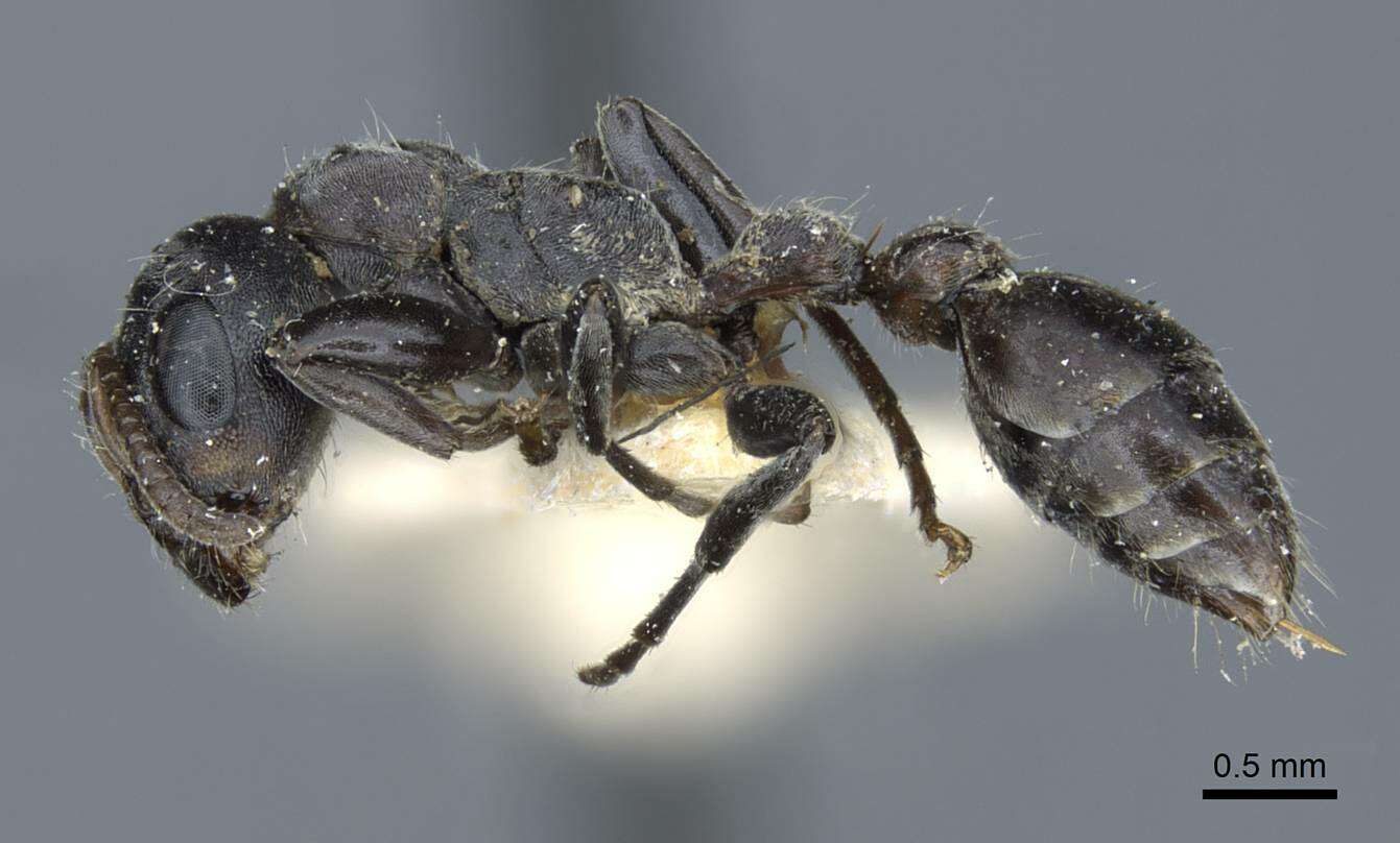 Слика од Pseudomyrmex flavicornis (Smith 1877)